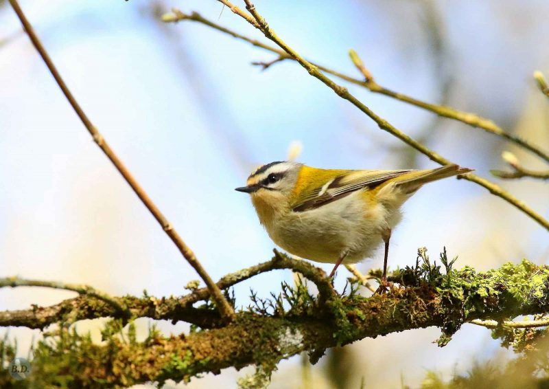 Roitelet triple-bandeau